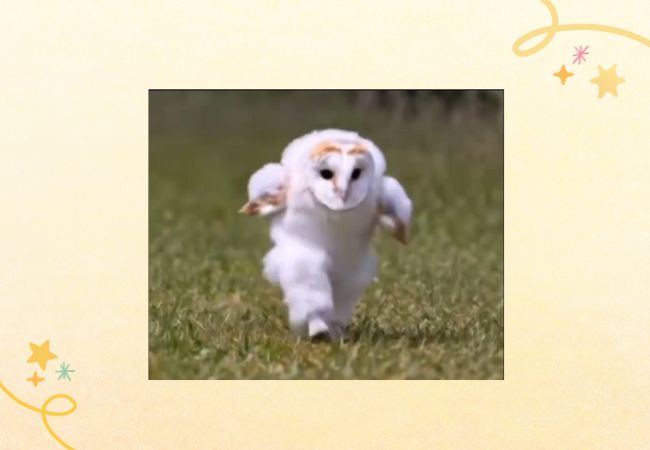 エッホエッホ フクロウ